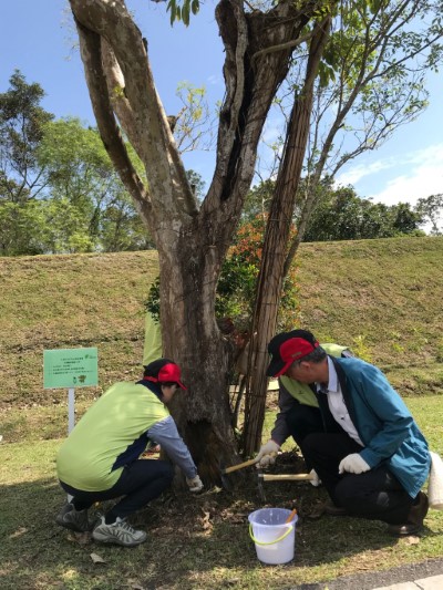 林管處黃碧雲秘書及台糖林祥禎經理與參加民眾共同將光蠟樹的病枝、不良枝進行修剪、鬆土，並將根部腐朽部位清創殺菌施作隔離防護 (1)